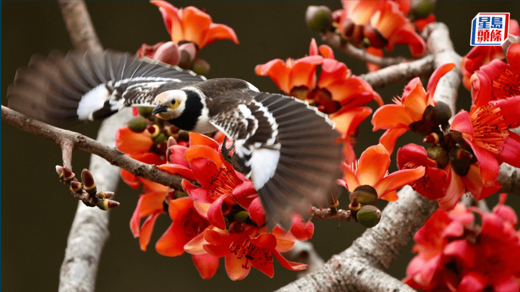 昇哥打卡｜如何拍攝木棉花與雀鳥