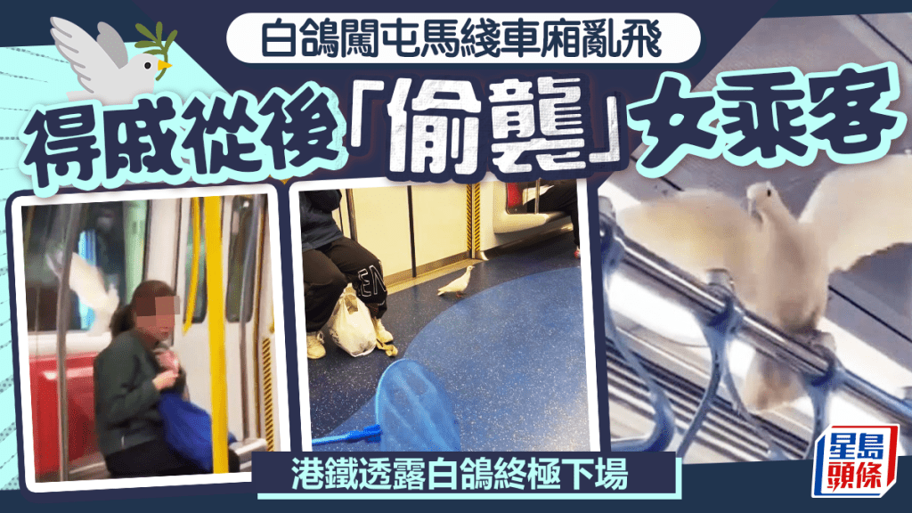 闖屯馬綫車廂亂飛 得戚偷襲女乘客 港鐵透露白鴿終極下場｜Juicy叮