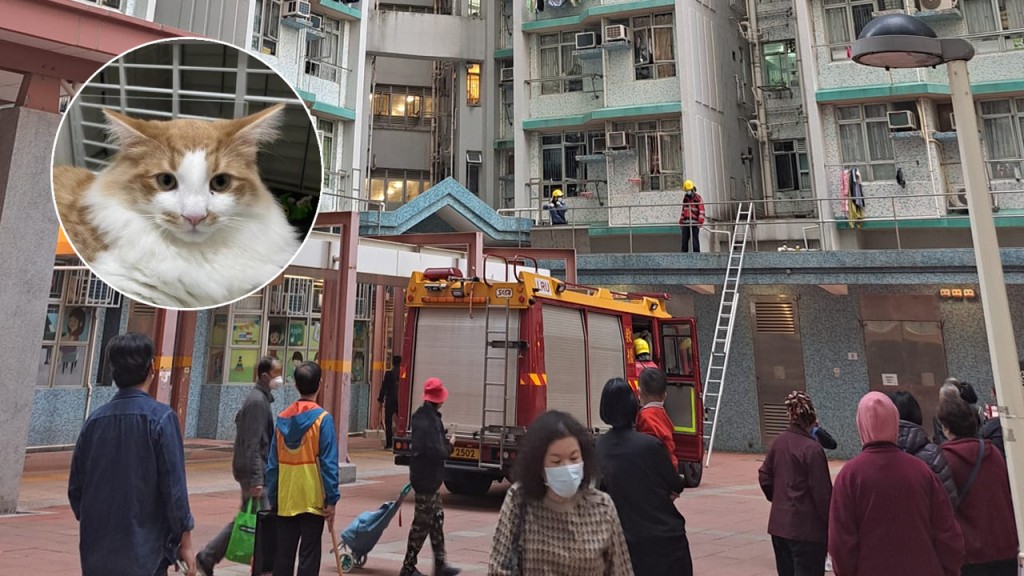 愛東邨小貓跌落平台 消防救起送愛協治理 疑貓主無關窗所致。筲箕灣西灣河關注組FB
