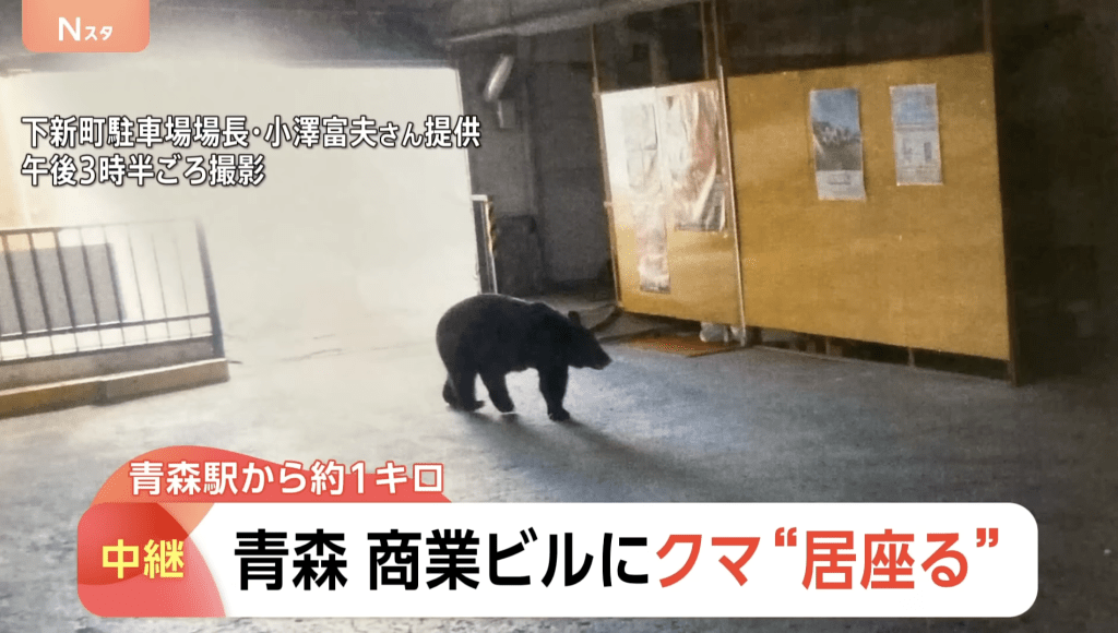 上午7时半，一头熊闯入松山小学体育馆附近，一度踏入校园范围。