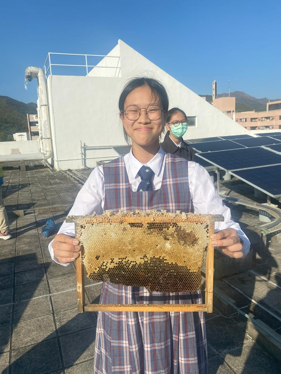 學生克服恐懼,拿起滿佈蜜蜂的巢板,清理蜂箱。 學生克服恐懼,拿起滿佈蜜蜂的巢板,清理蜂箱。