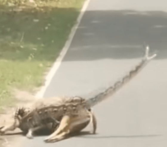 此举触怒了正在进食的巨蟒，牠一度昂起蛇头作出攻击姿态，凶猛扑向司机。