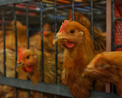 衞生防護中心正密切監察東莞一宗人類感染H5N6禽流感個案。資料圖片