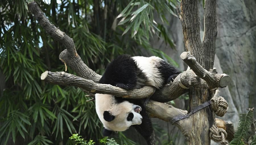2021年新加坡出生的大熊猫叻叻今回国。 中新社