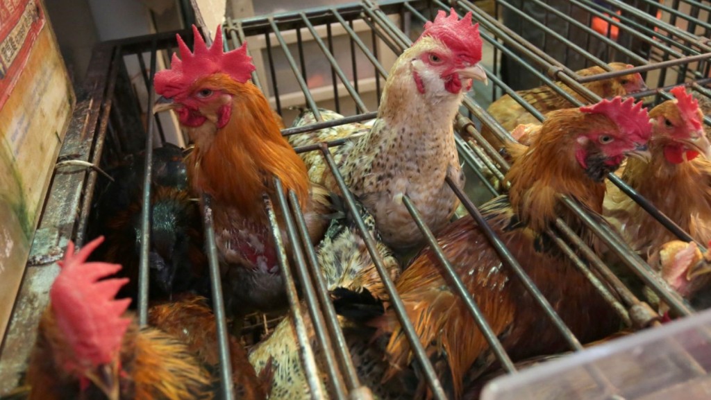 中國科學院院士高福曾表示，通常情況下禽流感病毒不易深入人的下呼吸道。