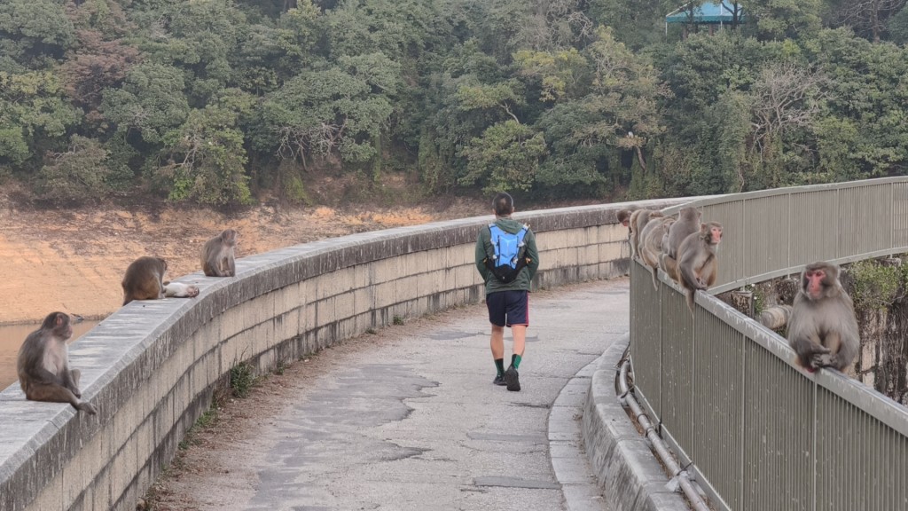 金山郊野公園有多隻猴子出沒。徐裕民攝