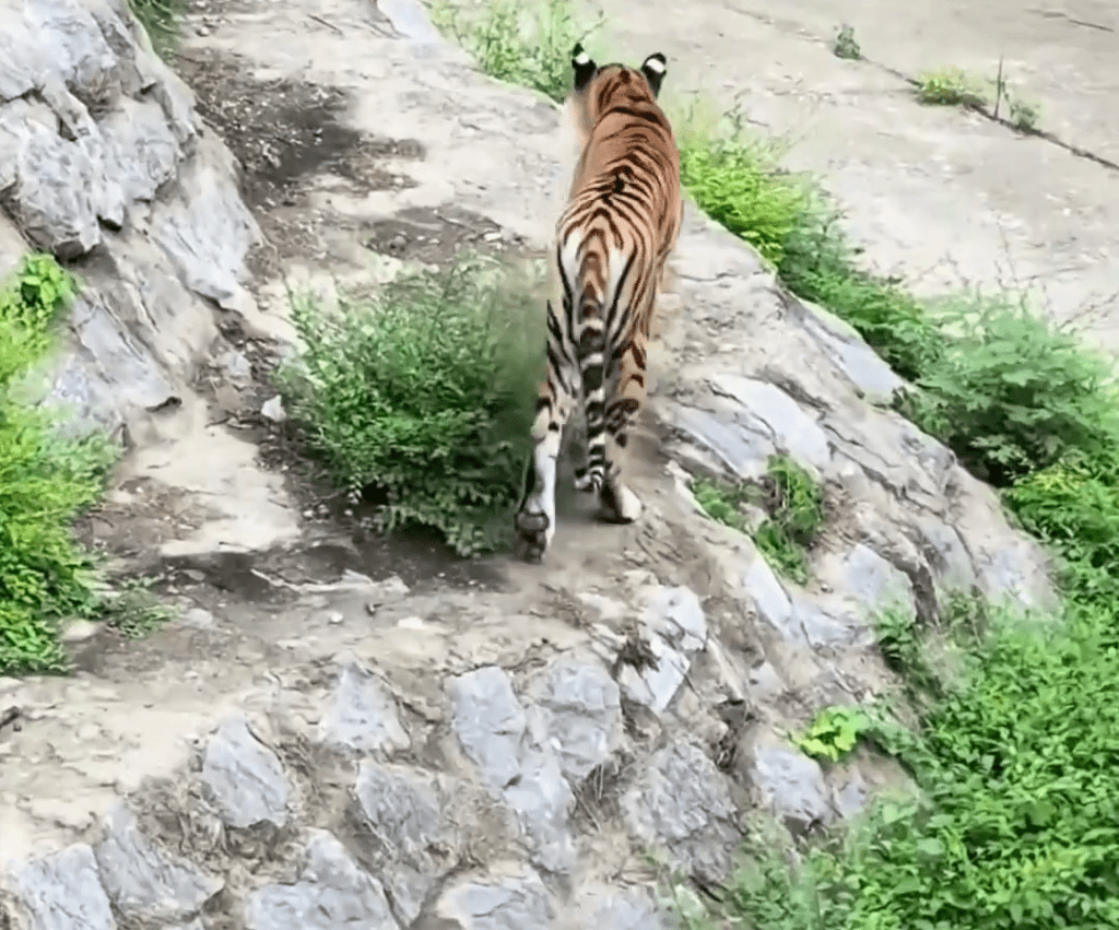 網友反映,北京動物園獅虎山的老虎瘦如「卡片」。 網友反映,北京動物園獅虎山的老虎瘦如「卡片」。