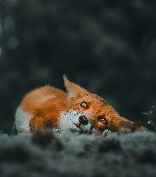 赤狐共有47個亞種。微博圖
