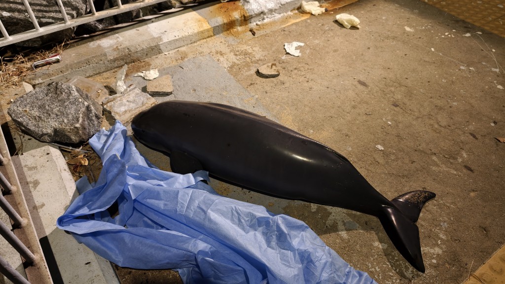 人員到場證實海豚死亡。黃文威攝