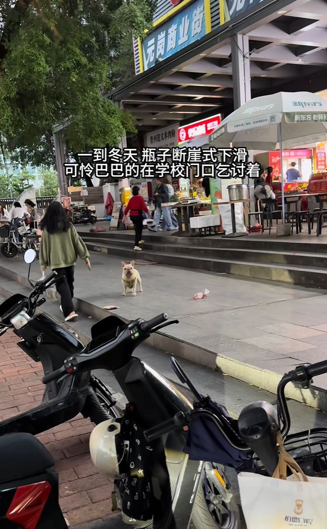 “小白”的捡胶樽变卖影片，令牠每月总收入近万元。