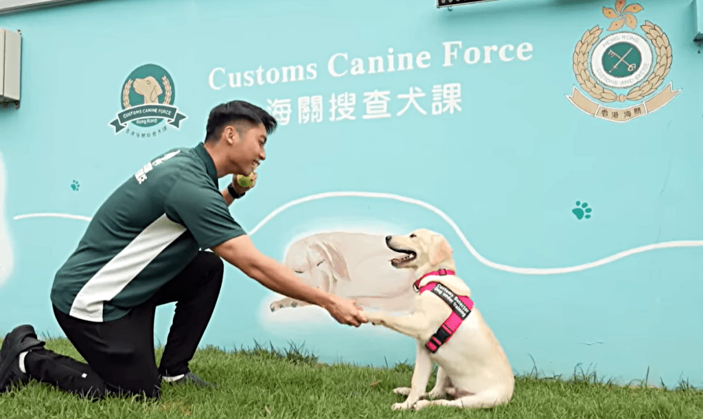 搜查犬與海關人員互動。海關影片截圖