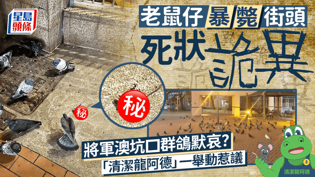 老鼠仔暴斃街頭死狀詭異 將軍澳坑口群鴿默哀？ 「清潔龍」一舉動惹議