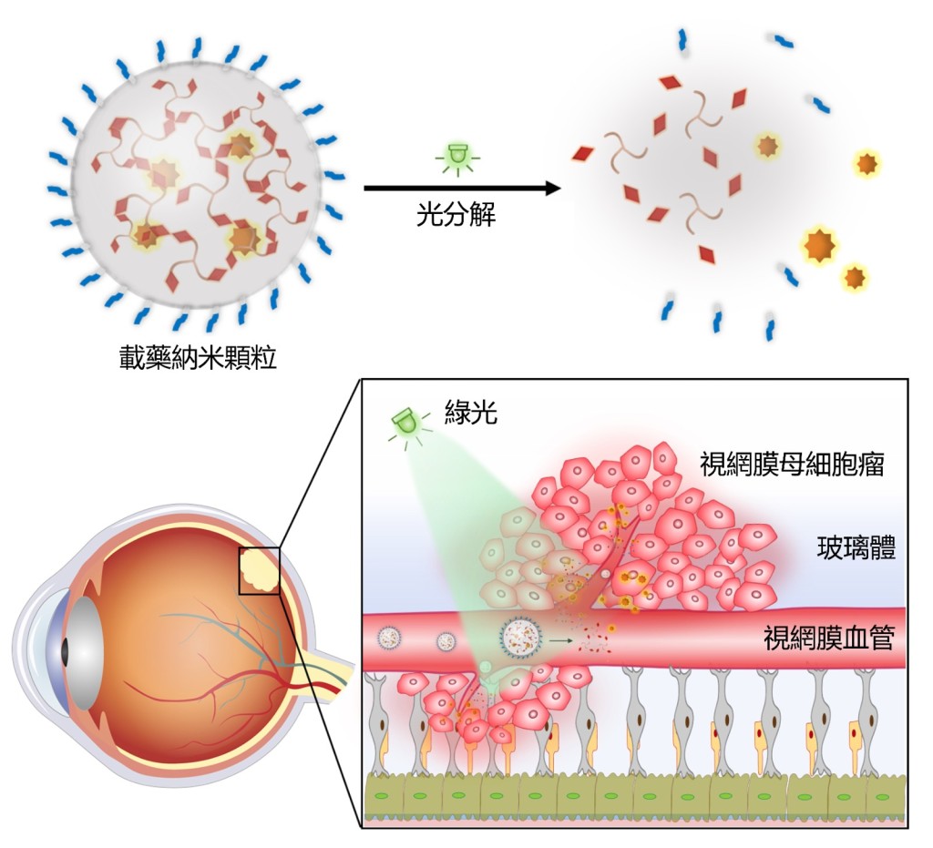 研究團隊設計可被光分解的三枝狀小分子。港大圖片