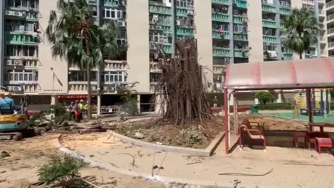 颱風樺加沙︱愛民邨老樹倒塌居民不捨  房署 : 已讓樹身自然復位  冀重新長出樹葉