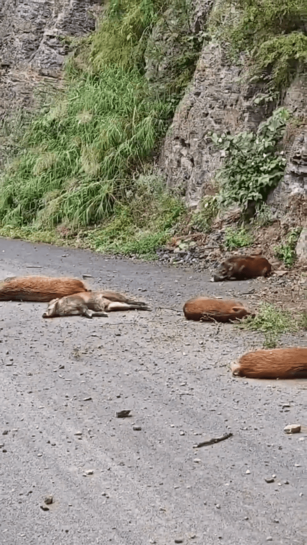 重伤野猪最终伏在地上。（微博）