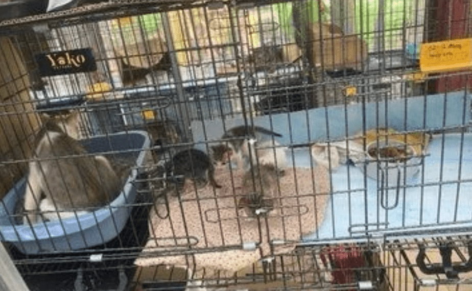 警方估计，集团在多个住宅区捕捉及转售约2,700只猫，部分猫只相信最终流入屠宰场及食肆，成为供人食用的猫肉。越南警方图片