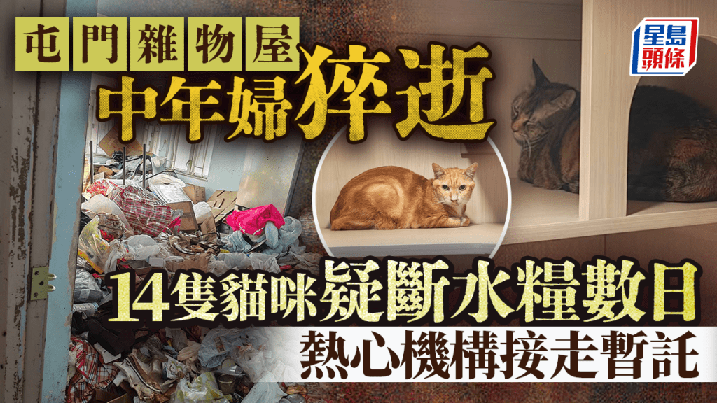屯門雜物屋中年婦猝逝 14隻家貓疑斷水糧數日 熱心機構接走暫託