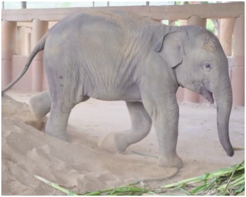 Dok Geaw。片段截圖