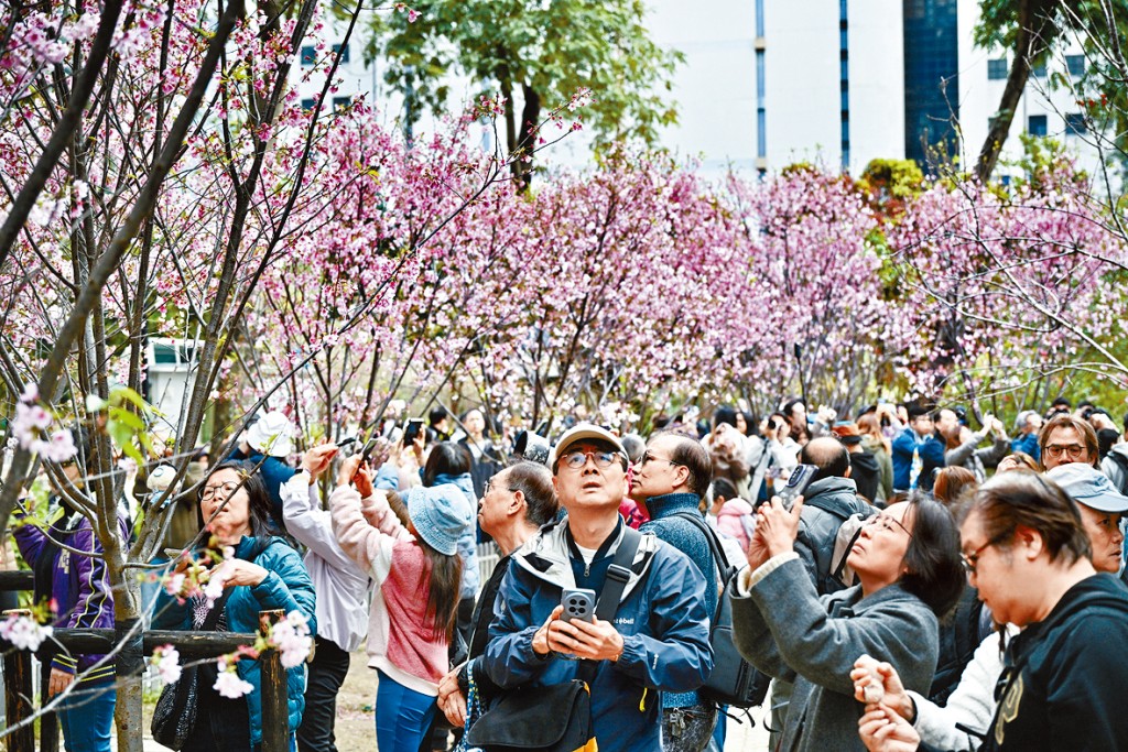 沙田石門安景街公園櫻花盛放。
