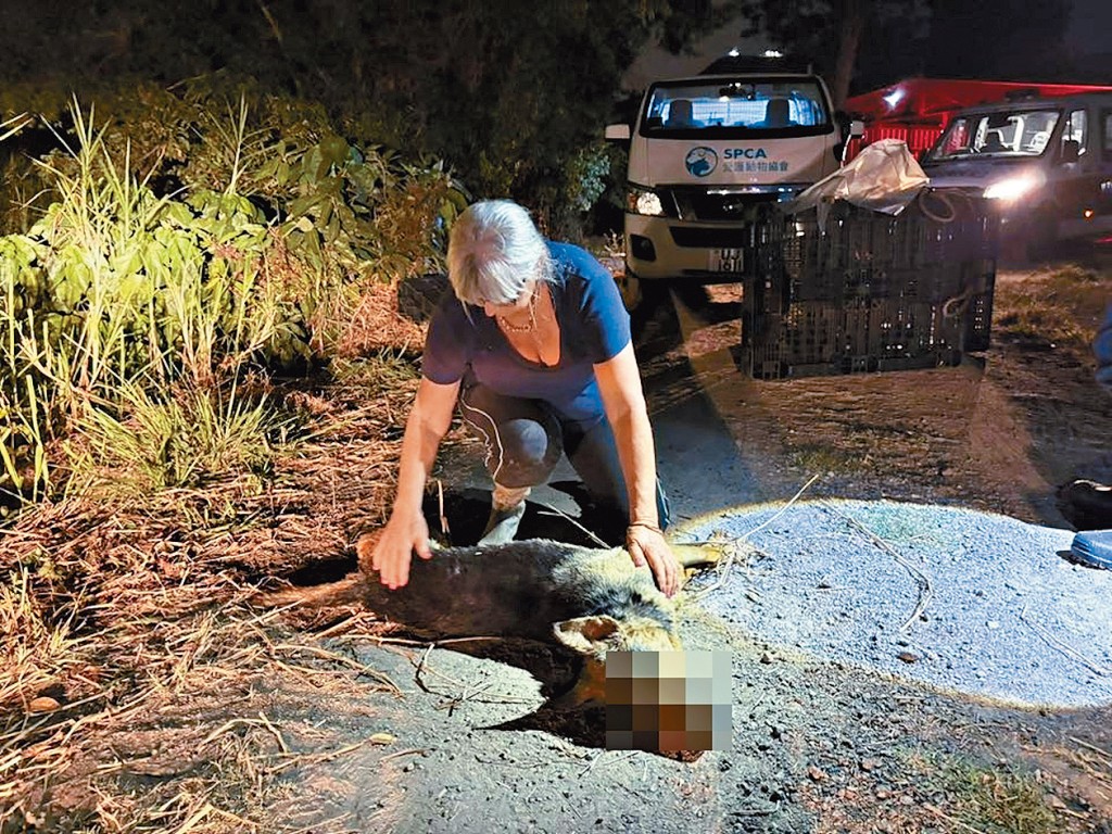 落馬洲料壆路近日有多隻狗離狗死亡。