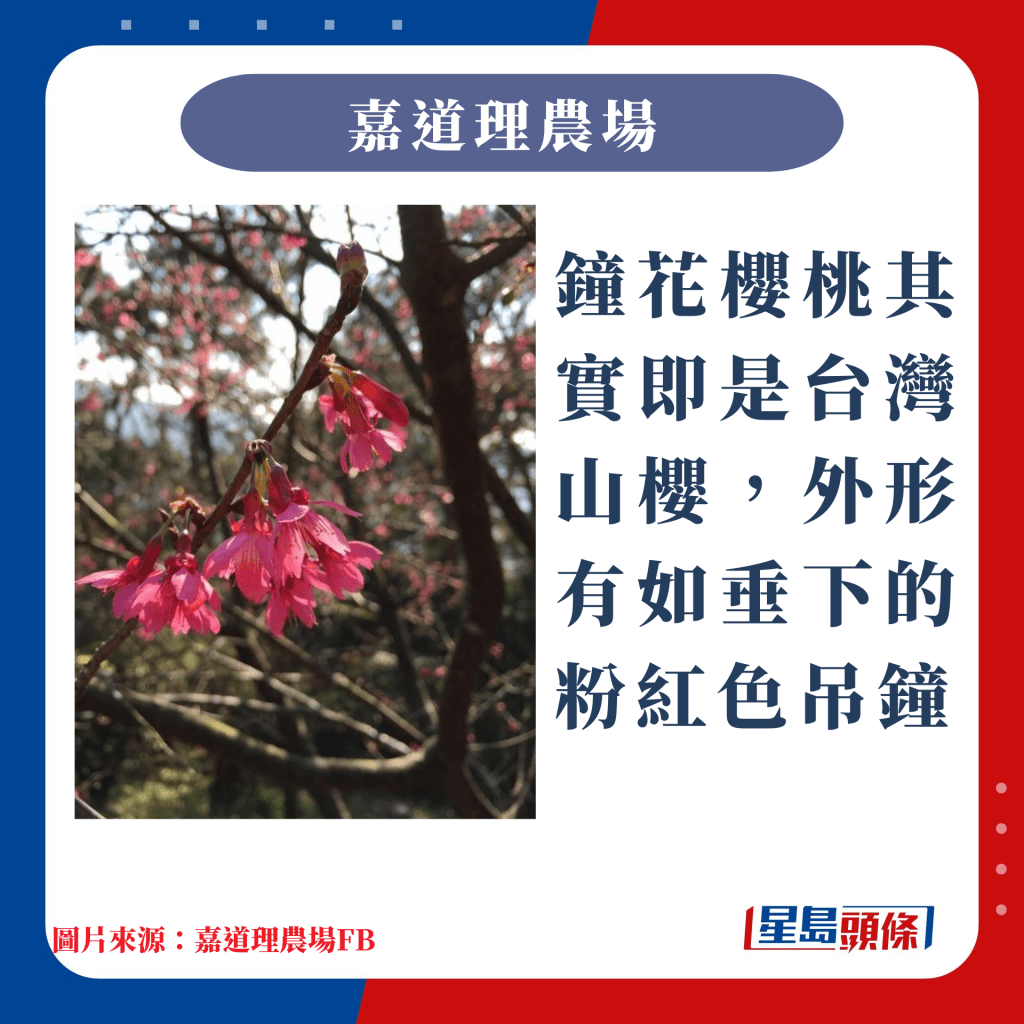 香港10大赏樱热点｜钟花樱桃其实即是台湾山樱，外形有如垂下的粉红色吊钟