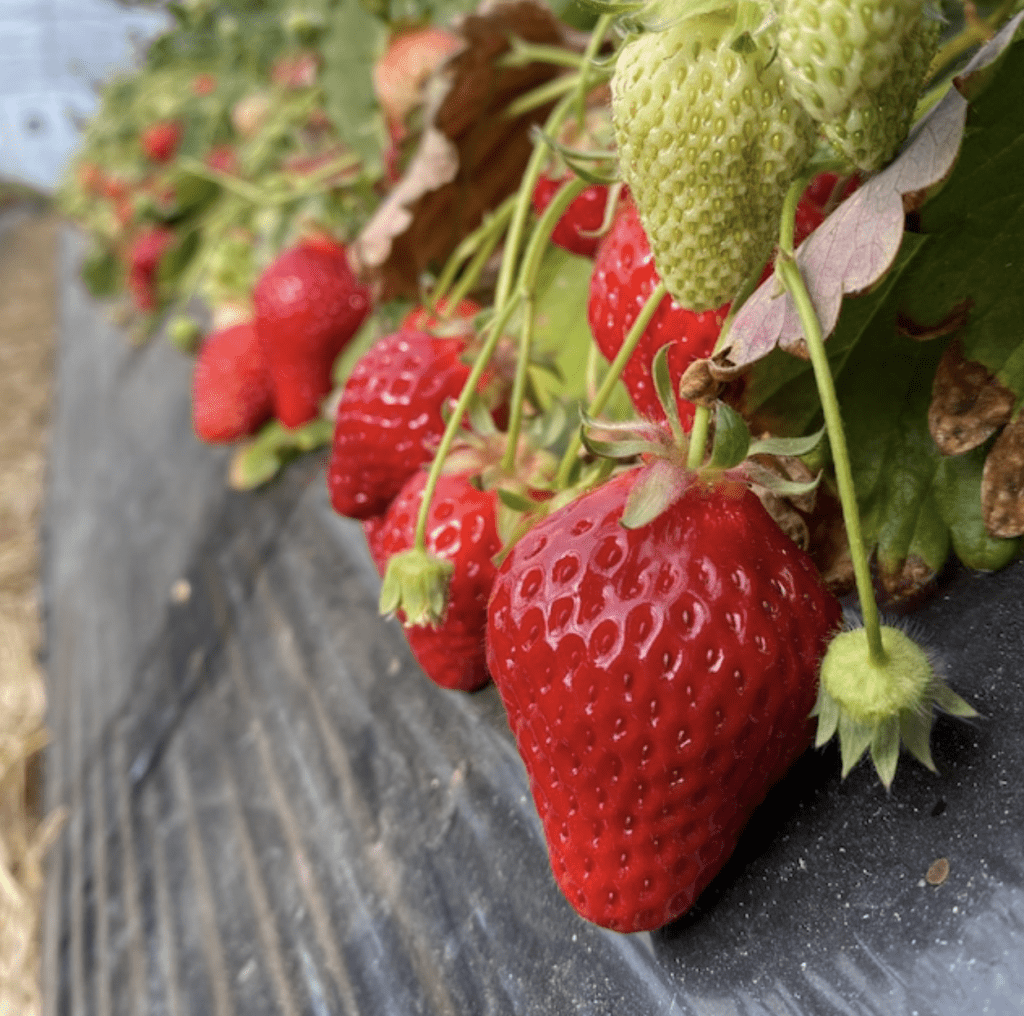 奧田農園在2009年成功培育出美人姬草莓品種。圖/奧田農園網站