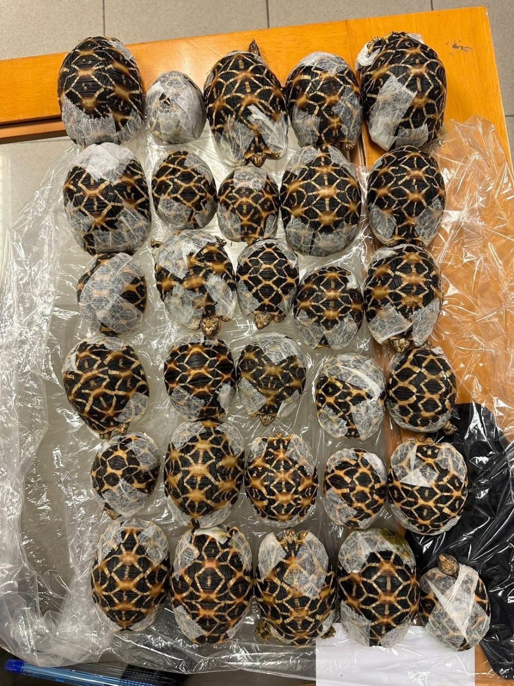 19歲台灣女子體態及步姿奇怪，圖帶30隻印度星龜離開泰國。 泰國國家公園、野生動植物保護部