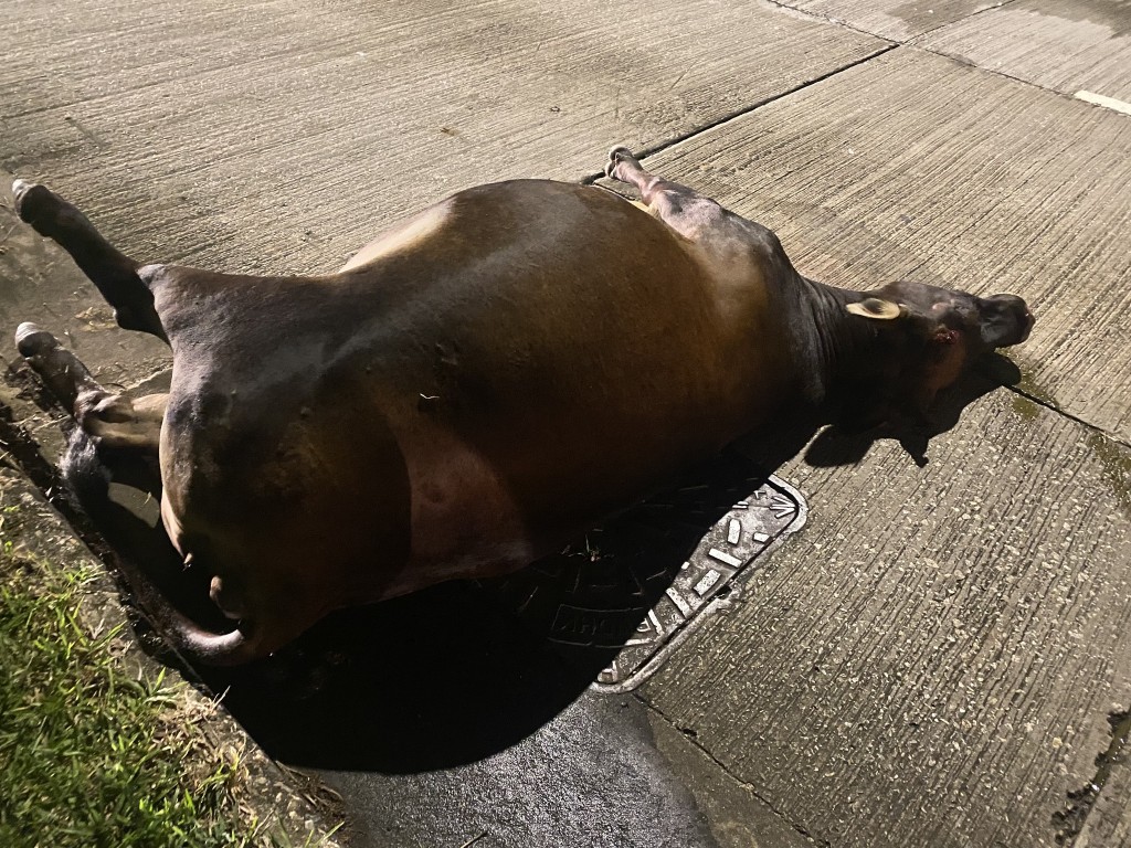 一隻母牛昨日被的士撞斃。fb「香港牛物種保育協會 」圖片 一隻母牛昨日被的士撞斃。fb「香港牛物種保育協會 」圖片