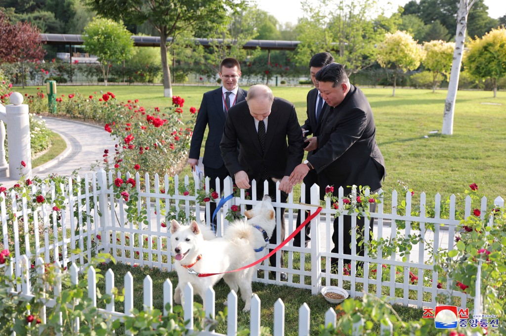 普京隨金正恩在玫瑰花園與2隻白色狗狗「會談」。
