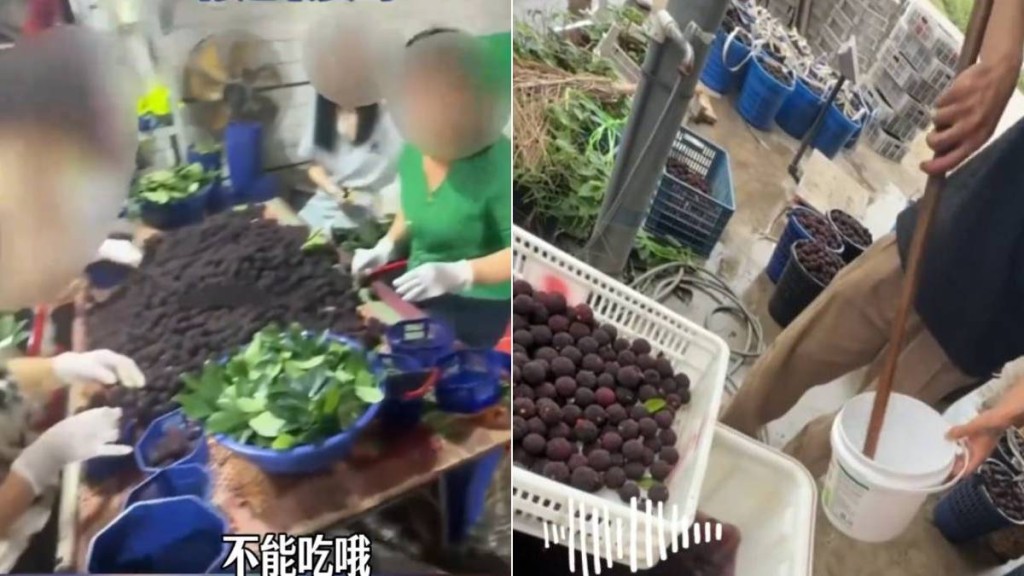 福建有楊梅收購站被揭發違規用防腐劑、甜味劑浸泡楊梅。看看新聞