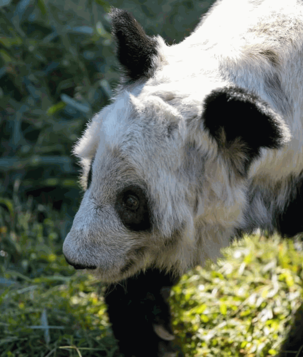 動物園仍未能肯定大熊貓「丫丫」回國的確實日期。