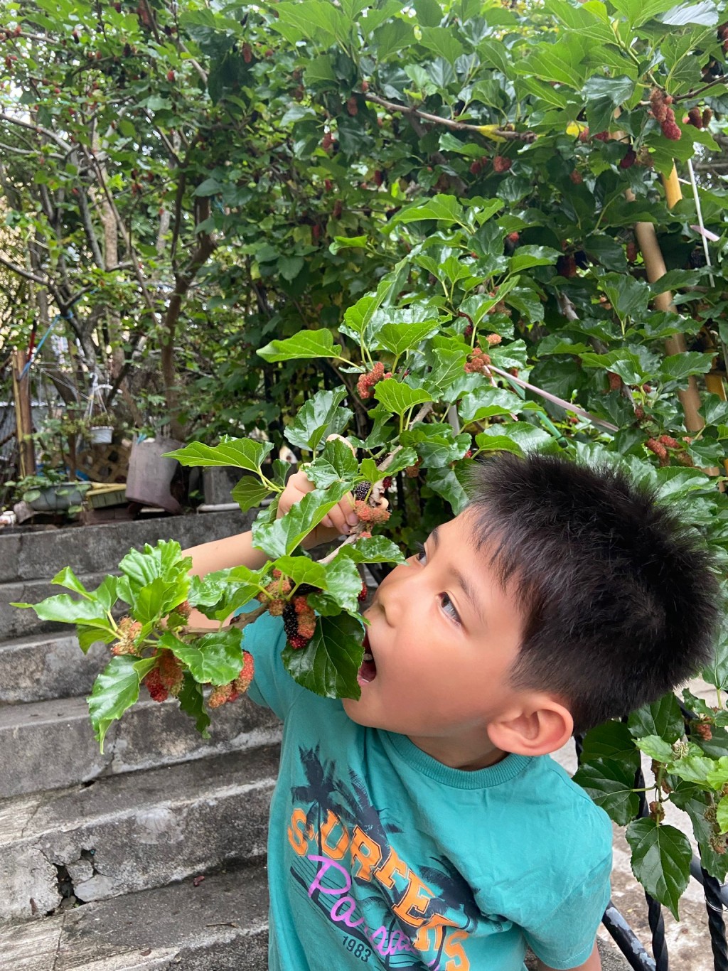 梓朗在太婆家的花園摘桑子，即摘即吃，與超市放了幾天的實在沒法比。（圖片來源：受訪者提供）