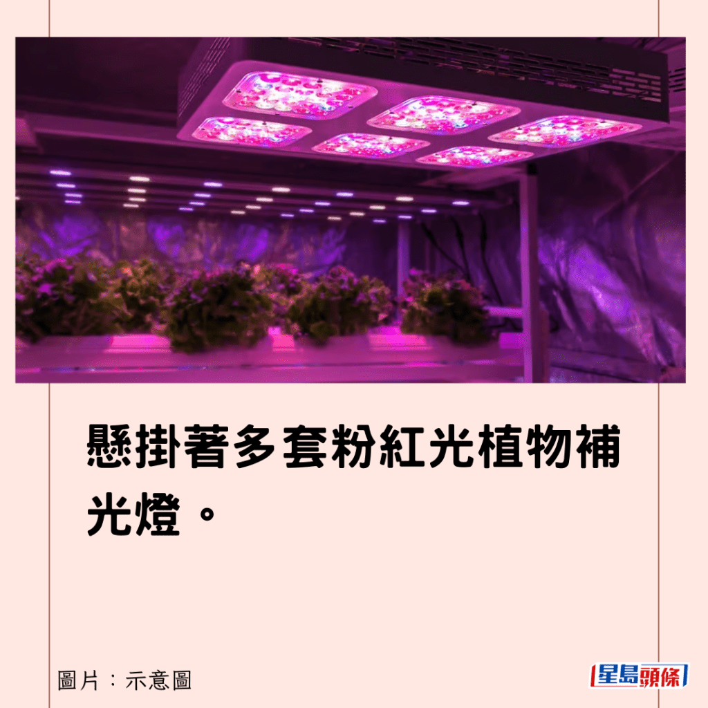 悬挂著多套粉红光植物补光灯。