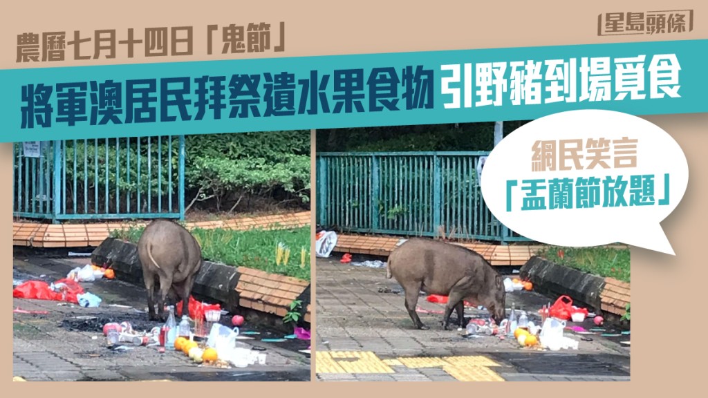 有人遺下祭祀品引來野豬到場覓食。 「將軍澳主場」FB圖片