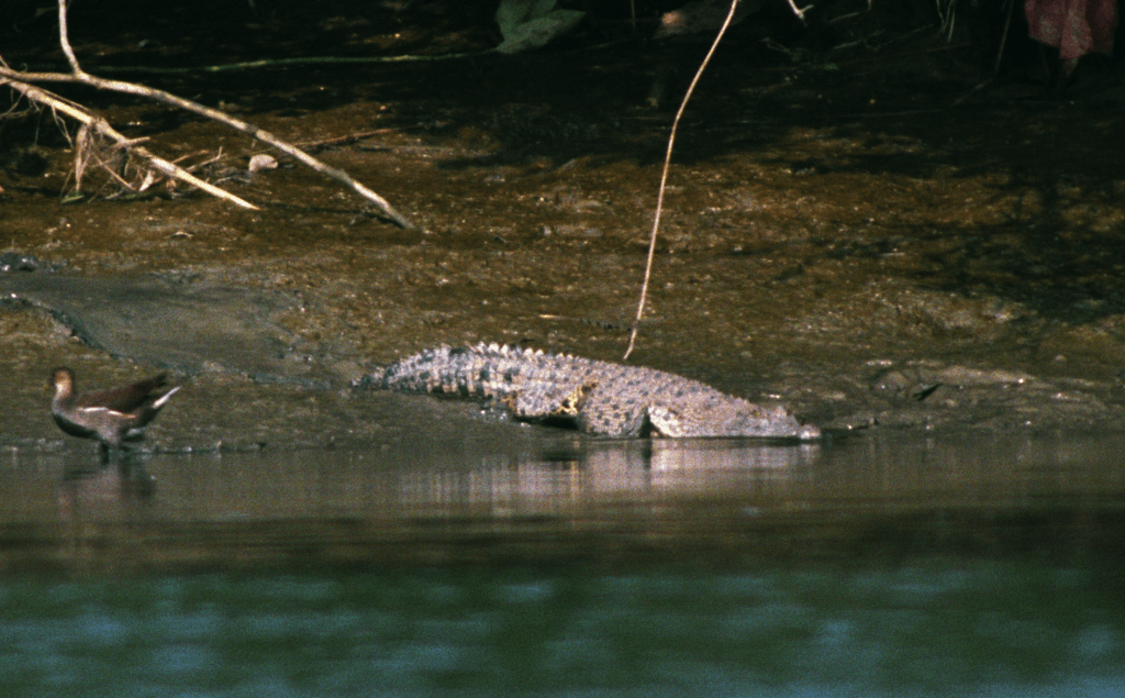 元朗山貝河曾出現一條小灣鱷「貝貝」。資料圖片
