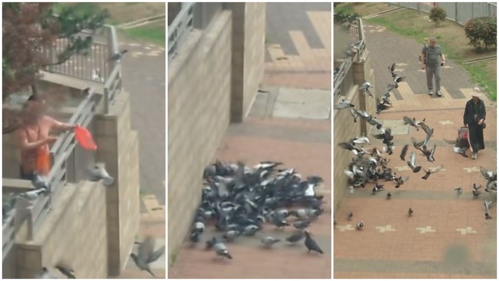 坑口站對開行人路滿佈野鴿，有女子違法餵飼野鴿。讀者提供