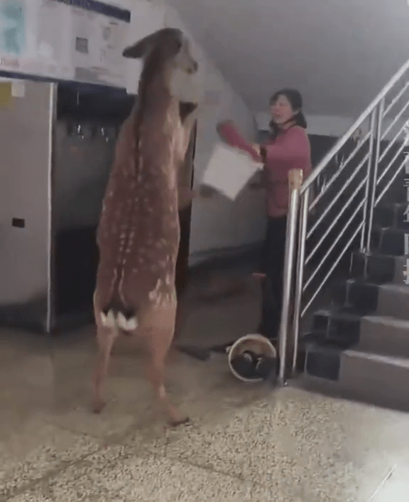 惡鹿與「宿管阿姨」展開「對打」。 惡鹿與「宿管阿姨」展開「對打」。