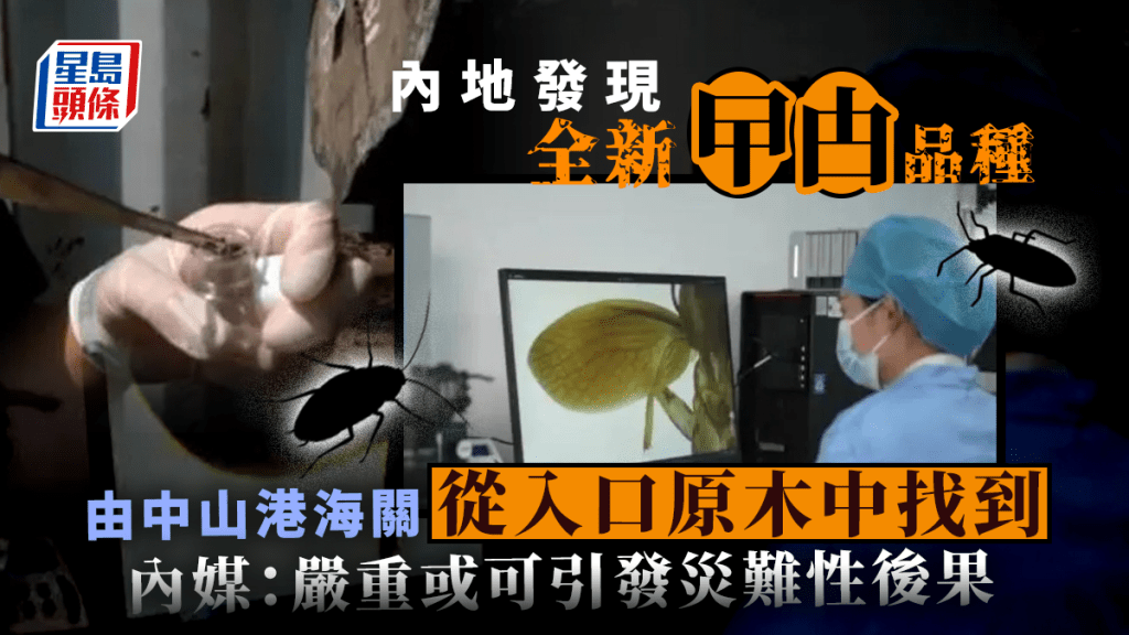 內地發現「全球新物種蟑螂」。 微博圖