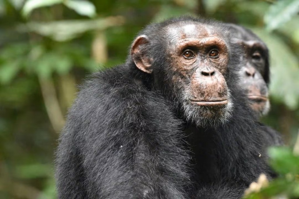 黑猩猩地盤意識極強，其他族群踏入，會爆發激烈衝突。路透社 