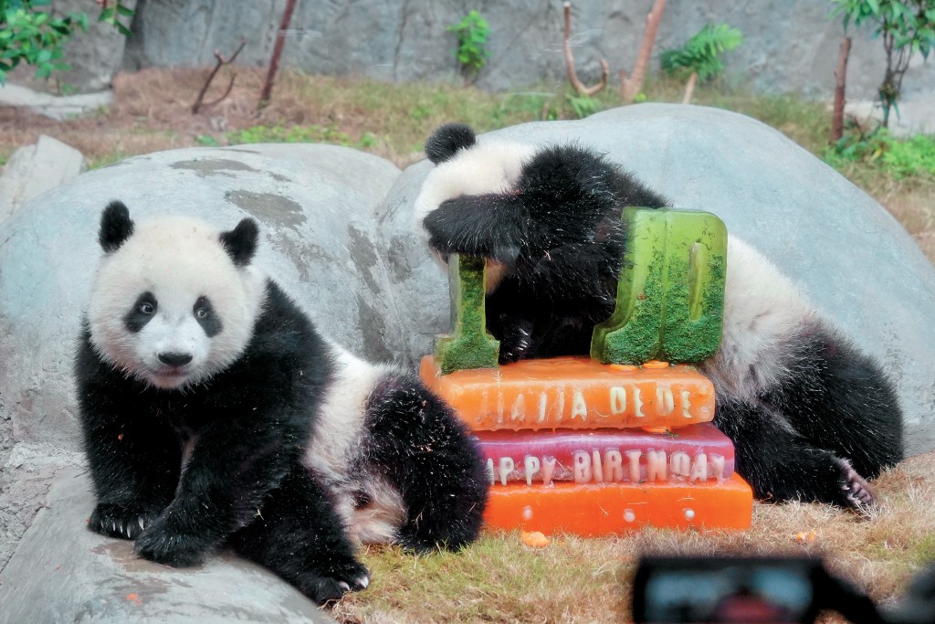 「加加」和「得得」慶祝一歲生日，與生日蛋糕合照。