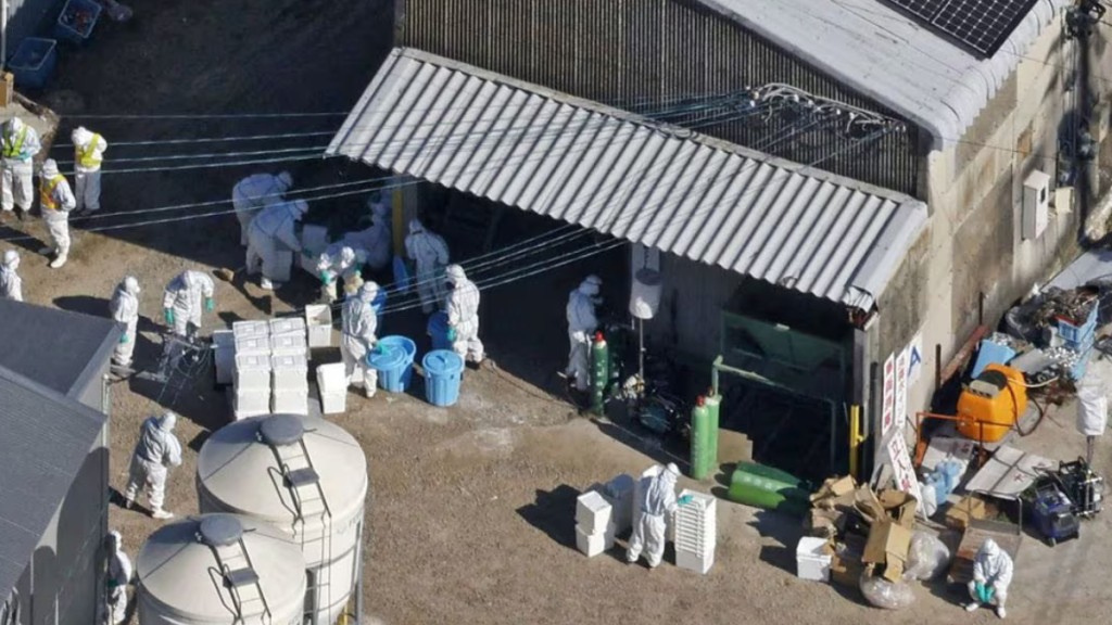日本政府人员正在扑杀发现禽流感的养鸡场中的7.2万只蛋鸡。路透社