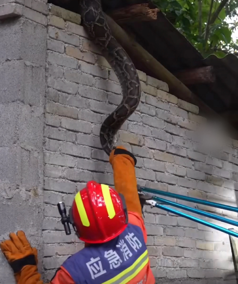 蛇头夹紧后其中一名消防人员抓7寸把蟒蛇拉下来。