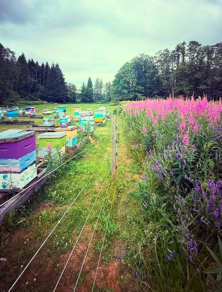 麥克唐納擁有一大片蜜蜂養殖場。Instagram@rushingriverapiaries