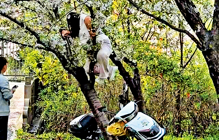 女遊客爬上櫻花樹上拍照。