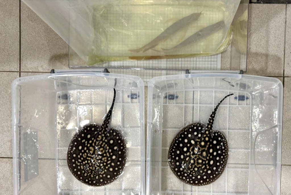 涉案的活體龍吐珠及江魟。