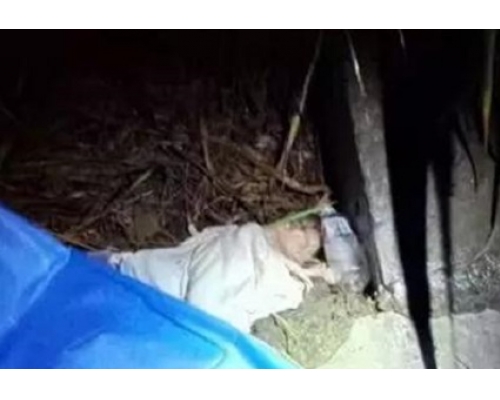 被遺棄在草叢裏的女嬰。 網上圖片