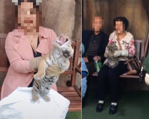 遊客手抱幼虎合照。網圖