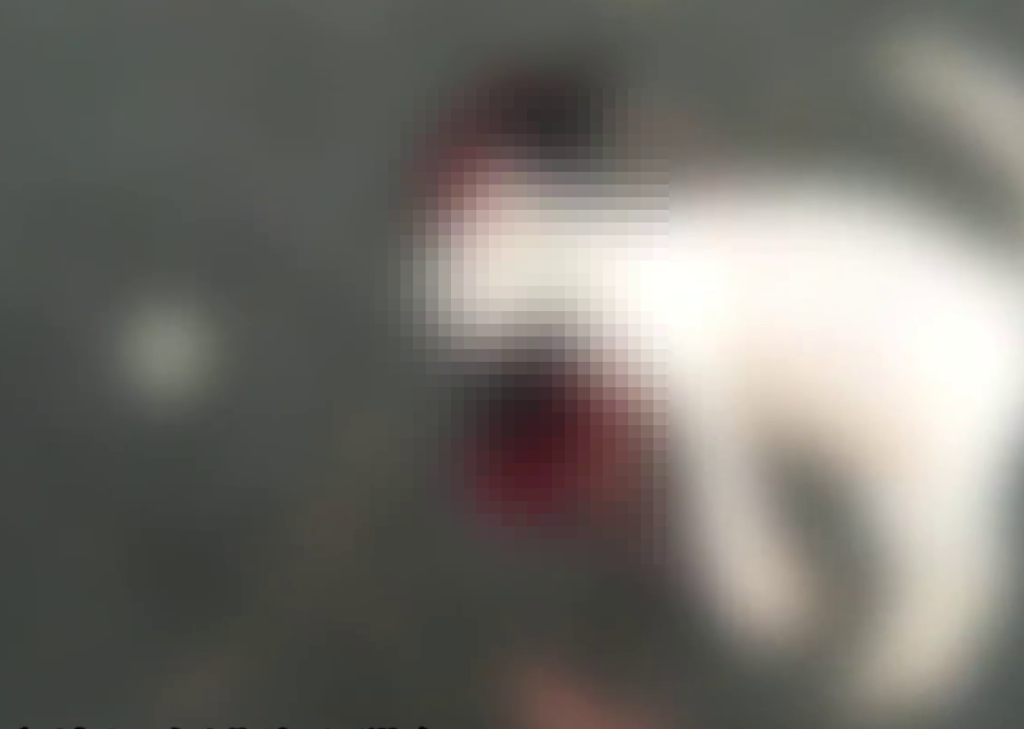 被虐殺的貓,死狀恐怖。 被虐殺的貓,死狀恐怖。