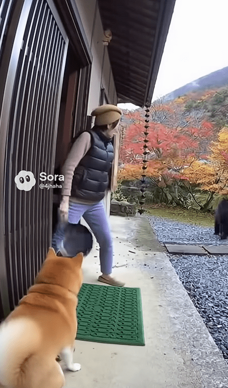 網絡上出現大量跟熊有關的AI生成影片。YouTube@miffyQCAT-0