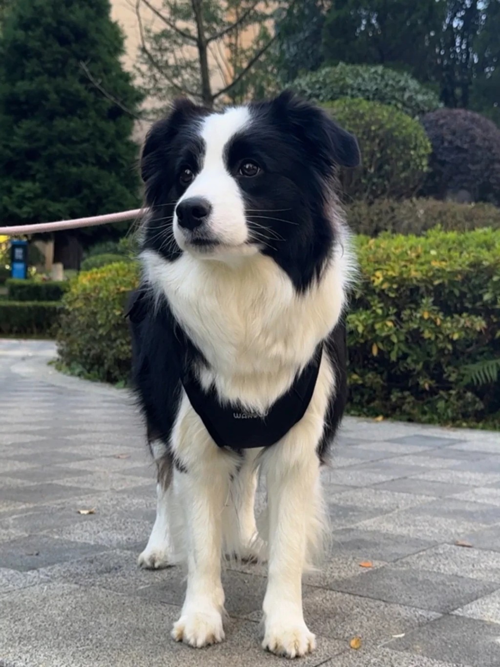 邊境牧羊犬是其中一種受歡迎的狗種。小紅書 邊境牧羊犬是其中一種受歡迎的狗種。小紅書